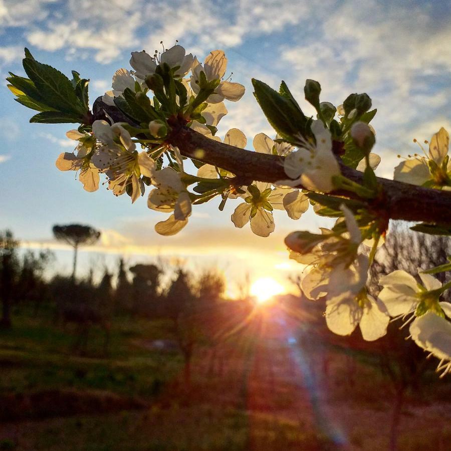 בית הארחה אורביאטו 	Podere La Vigna Locazione Turistica מראה חיצוני תמונה